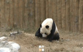 探寻佛坪大熊猫的“寒假生活”!过冬准备已就绪~缩略图 探寻佛坪大熊猫的“寒假生活”!过冬准备已就绪~缩略图