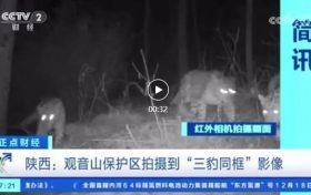 央视关注!观音山保护区拍摄到“三豹同框”影像→缩略图 央视关注!观音山保护区拍摄到“三豹同框”影像→缩略图