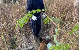 “汪汪队”立大功!西乡县公安局利用警犬“博虎”成功破获一起入室盗窃案件缩略图 “汪汪队”立大功!西乡县公安局利用警犬“博虎”成功破获一起入室盗窃案件缩略图