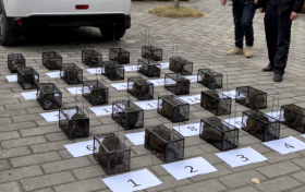 接力行动→解救25只“飞鼠” 守护生态家园缩略图 接力行动→解救25只“飞鼠” 守护生态家园缩略图