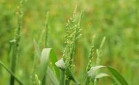 汉台确保油菜小麦安全越冬缩略图 汉台确保油菜小麦安全越冬缩略图