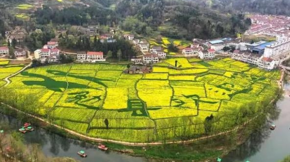 最新！汉中油菜花开花期预测缩略图