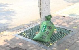 汉中街头行道树集体“穿马甲”！啥门道？缩略图