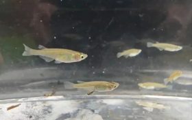 对水质”挑食”！汉中首次发现该珍稀物种→缩略图