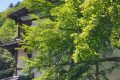 简约消费 拒绝天价粽子缩略图