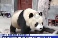 家里来“贵客”了！佛坪野生大熊猫到农户家玩耍做客→缩略图