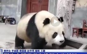 家里来“贵客”了!佛坪野生大熊猫到农户家玩耍做客→缩略图 家里来“贵客”了!佛坪野生大熊猫到农户家玩耍做客→缩略图