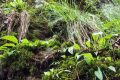 国家二级保护植物独蒜兰种群现身陕西略阳缩略图