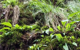 国家二级保护植物独蒜兰种群现身陕西略阳缩略图
