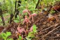 南郑区发现“植物界的精灵”——大根兰缩略图