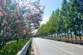 城固公路段：国道紫薇开 匠心绘“画”来缩略图