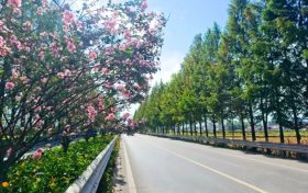 城固公路段：国道紫薇开 匠心绘“画”来缩略图