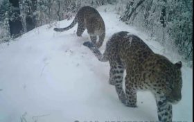 秦岭和谐曲-记佛坪保护区动物同框画面缩略图