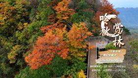 七彩草川子,梦幻彩林季缩略图 七彩草川子,梦幻彩林季缩略图