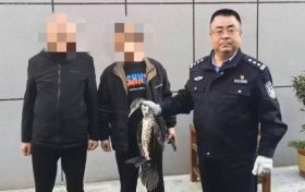 汉中警民携手救助受伤鸬鹚缩略图 汉中警民携手救助受伤鸬鹚缩略图