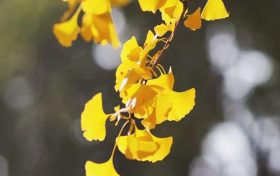 速看！2025年汉中市中小学寒假时间公布缩略图