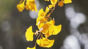 速看！2025年汉中市中小学寒假时间公布缩略图