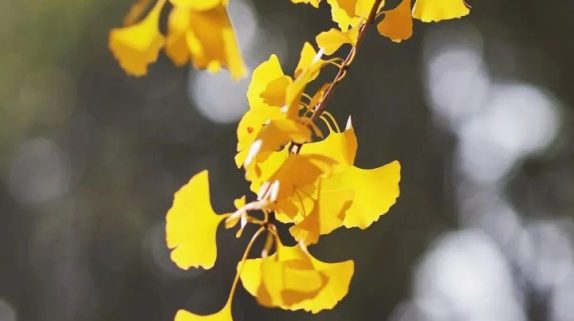 速看！2025年汉中市中小学寒假时间公布缩略图