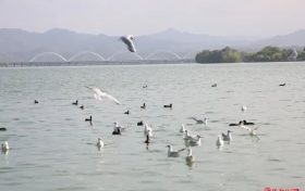 “小精灵”回归，预计今年数量超历史新高→缩略图