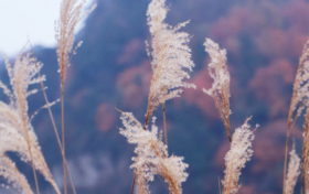 冬启秋未远!草川子的秋景仍在等你缩略图 冬启秋未远!草川子的秋景仍在等你缩略图