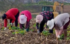 汉台新增200亩彩色油菜花种植面积!打造新景观→缩略图 汉台新增200亩彩色油菜花种植面积!打造新景观→缩略图