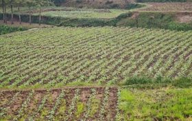 全省首单油菜制种保险在南郑落地缩略图 全省首单油菜制种保险在南郑落地缩略图