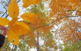 草川子秋日美景上线！抓紧时间冲→缩略图