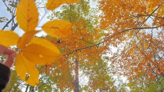 草川子秋日美景上线!抓紧时间冲→缩略图 草川子秋日美景上线!抓紧时间冲→缩略图