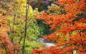 秋遇草川子,红叶醉游人缩略图 秋遇草川子,红叶醉游人缩略图