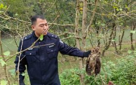 宁强警民携手成功救助一只国家二级保护动物雕鸮缩略图 宁强警民携手成功救助一只国家二级保护动物雕鸮缩略图