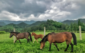 秦岭“活化石”宁强马荣登国家级保护名录缩略图