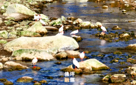 秦岭深处“护鸟传奇”,看佛坪如何绘就人鸟和谐新画卷缩略图 秦岭深处“护鸟传奇”,看佛坪如何绘就人鸟和谐新画卷缩略图