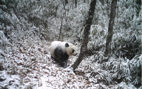 它们很会装——大熊猫黑白装缩略图