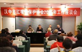 汉中市红嘴鸥保护协会2025年工作座谈会顺利召开缩略图 汉中市红嘴鸥保护协会2025年工作座谈会顺利召开缩略图