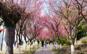 汉台新年怎么过?“一城三香”满新春缩略图 汉台新年怎么过?“一城三香”满新春缩略图