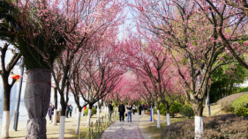 汉台新年怎么过？“一城三香”满新春缩略图