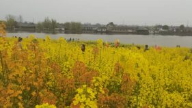 免票！半价！观花季，汉中文旅惠民举措→缩略图