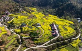 古栈道遇上梯田花海：宁强巴山藏着一处春日秘境缩略图