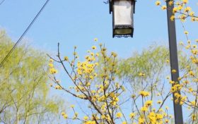 已确认！多地公布春假时间！缩略图