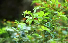 宁强首届守护汉江源生态跑部分道路临时交通管制→缩略图