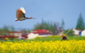 2026最美油菜花海汉中春季文化旅游季天气预报来啦缩略图