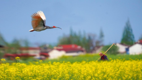 2026最美油菜花海汉中春季文化旅游季天气预报来啦缩略图