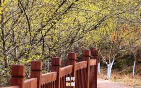 又见山茱萸缩略图