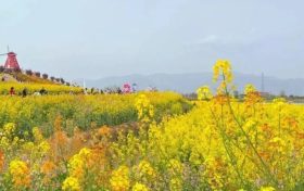 汉台赏花定制专线来了！3月13日起开行→缩略图