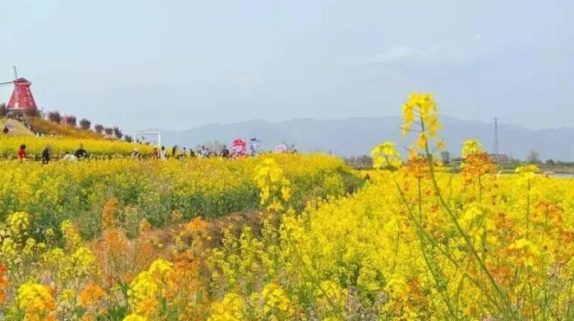 汉台赏花定制专线来了！3月13日起开行→缩略图