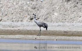 添新客！首次记录该物种现身汉中缩略图