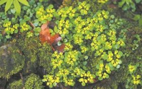 宁强发现新物种宁强金腰缩略图