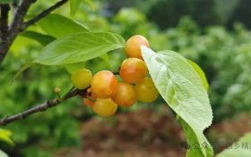 汉中放春假,西乡樱桃红!缩略图 汉中放春假,西乡樱桃红!缩略图