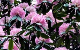 美在佛坪！秦岭高山杜鹃迎来盛花期，漫山繁花如诗如画缩略图