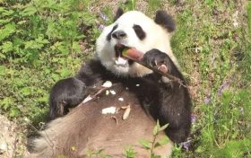 秦岭深处，大熊猫的“朋友圈”越来越大缩略图